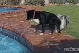 Dogs team up in unimaginably cute fashion to retrieve ball